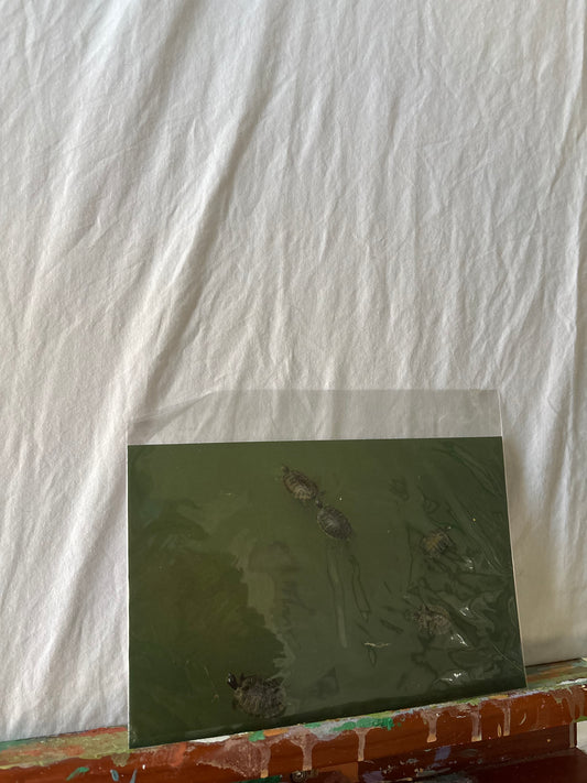 Turtle Photo Print