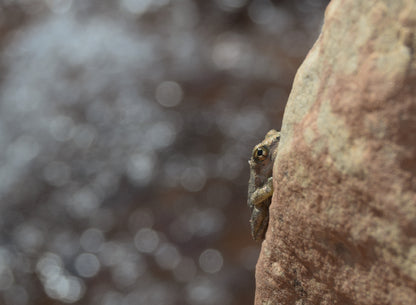 Frog Photo Print
